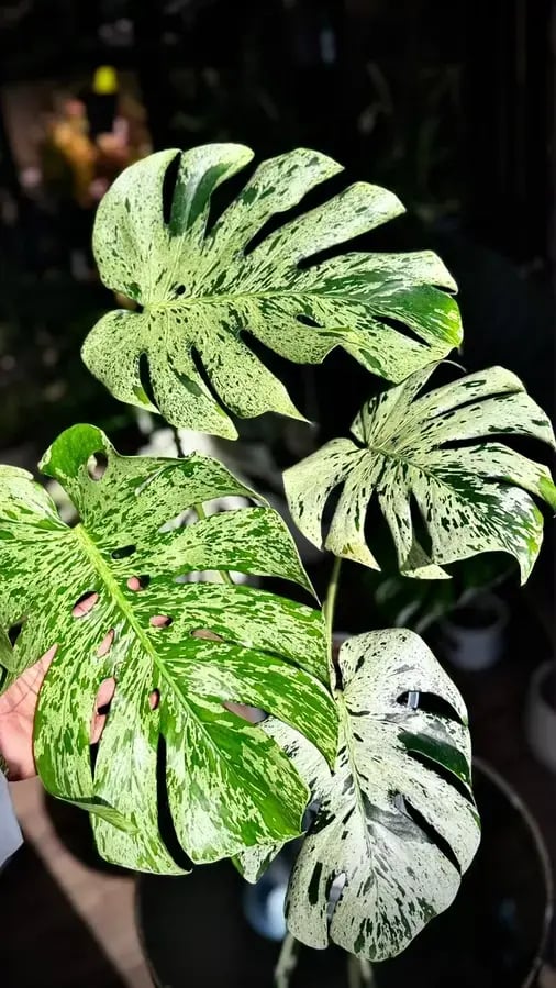 MONSTERA VIETCIOSA