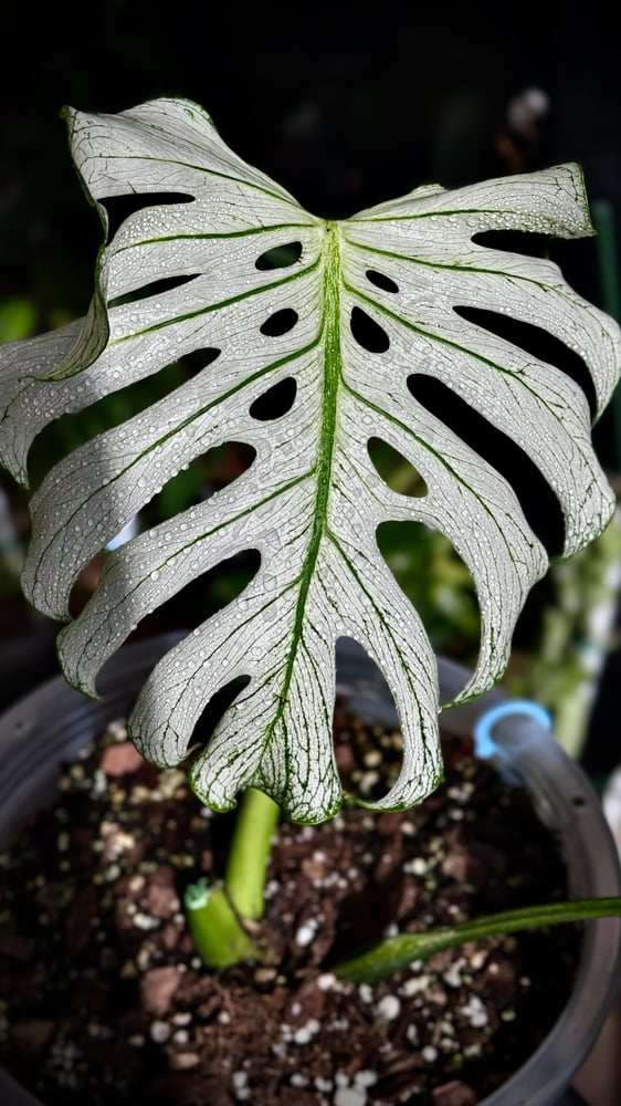 MONSTERA DEVIL MONSTER