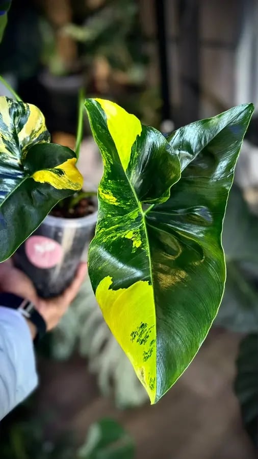 PHILODENDRON Angela Variegated