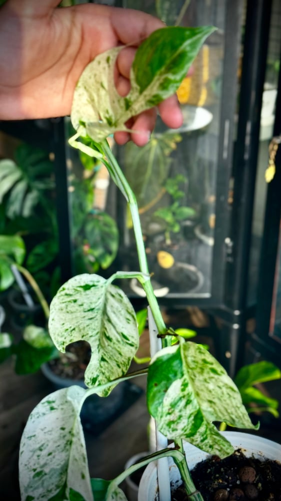 Epipremnum Pinnatum Marble Variegated