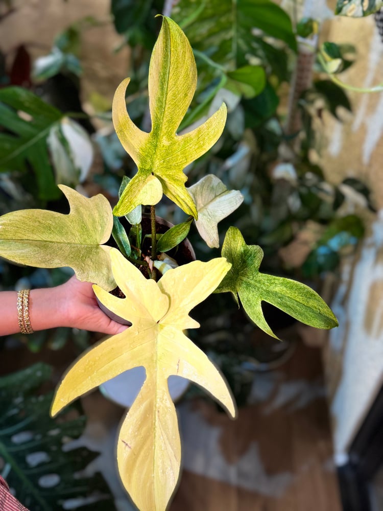 Philodendron Florida Ghost Mint