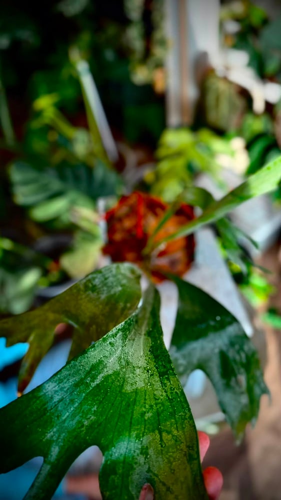 FERN - PLATYCERIUM BIFURCATUM FERN