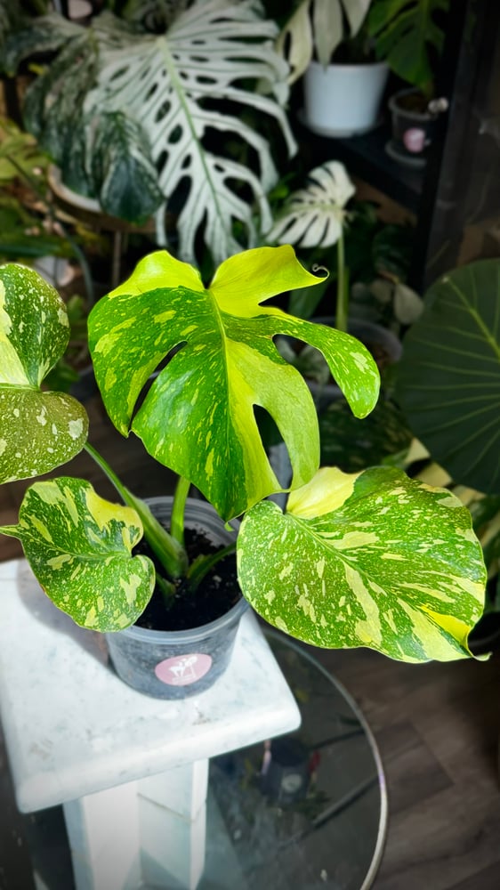MONSTERA ELECTROLYTE