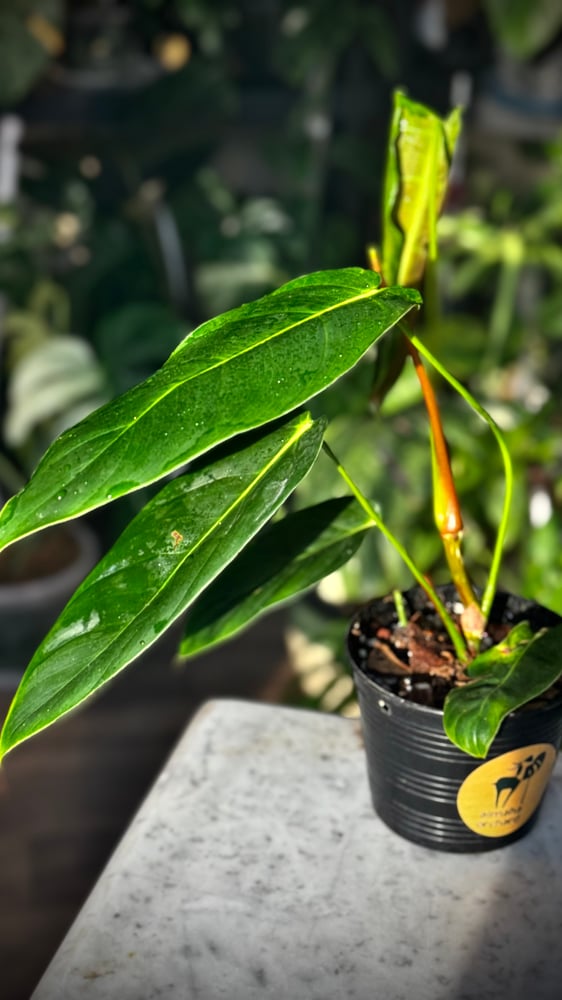 PHILODENDRON PATRICIAE