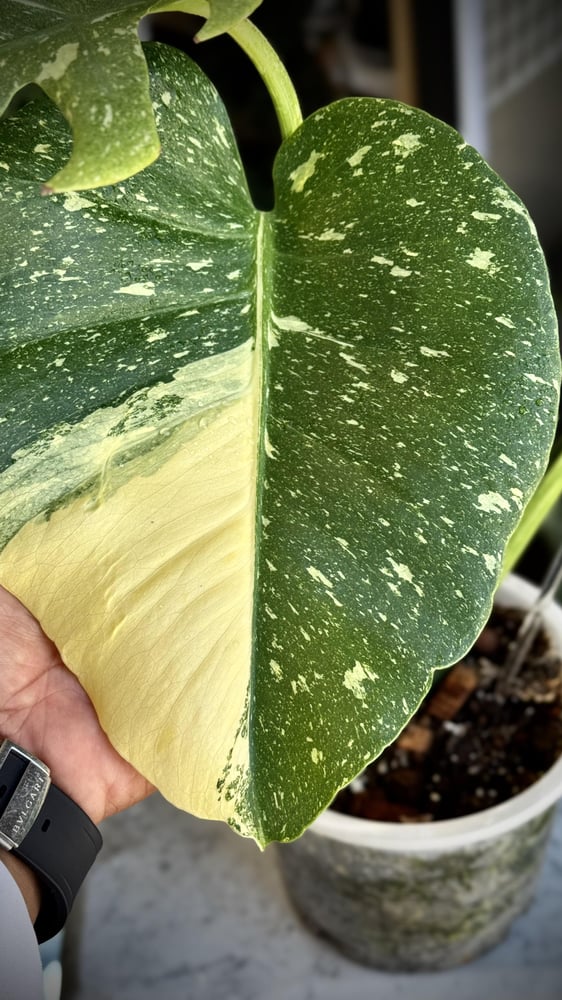 MONSTERA STARLIGHT