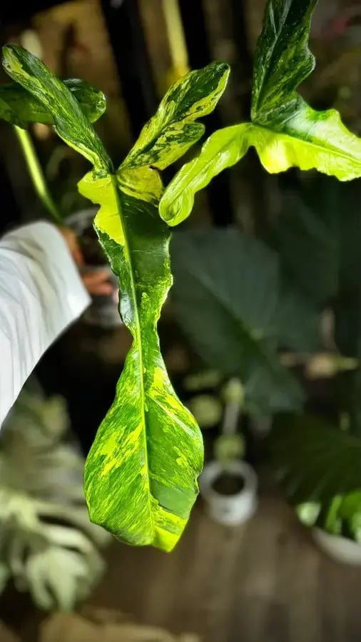 philodendron joepii variegated