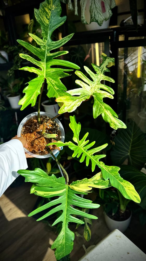 Philodendron Chaos (Florida x Mayoi)