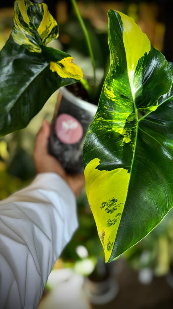 PHILODENDRON Angela Variegated