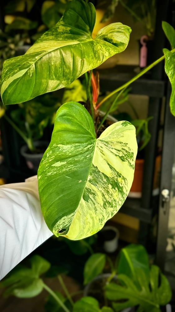 PHILODENDRON HYBRID