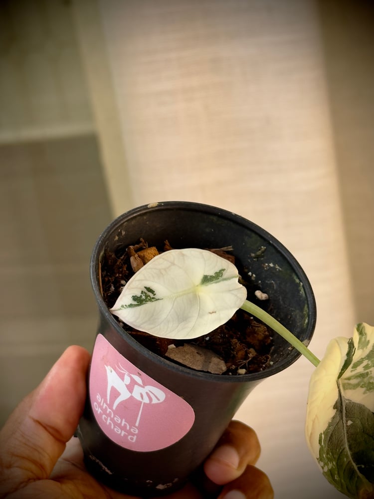 ALOCASIA MAHARANI ALBO