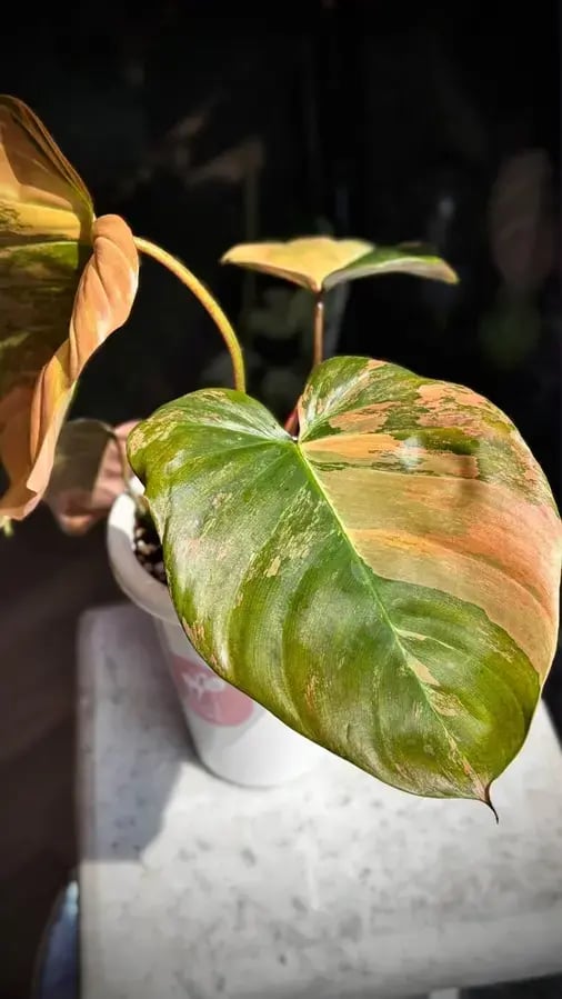 Philodendron Florida beauty x Nangaritense