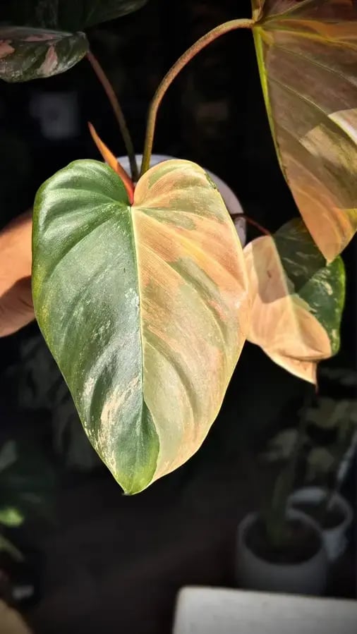 Philodendron Florida beauty x Nangaritense