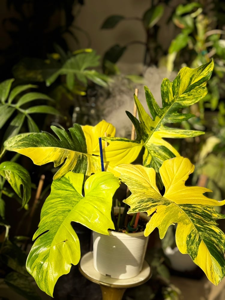 Philodendron Florida X Mayoi