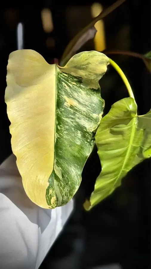PHILODENDRON HYBRID Marron