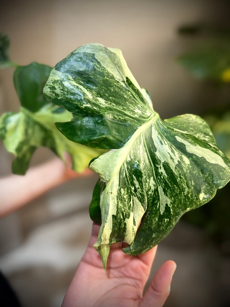 MONSTERA OCEAN MINT