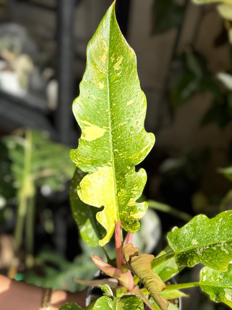 philodendron ring of fire