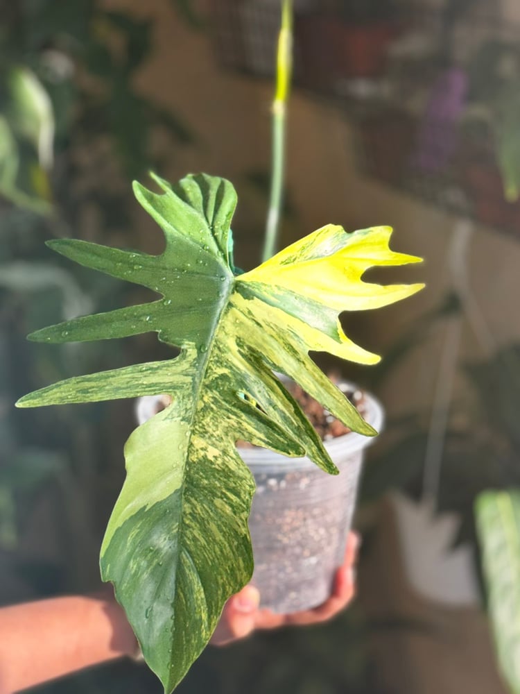 philodendron florida bauty x
