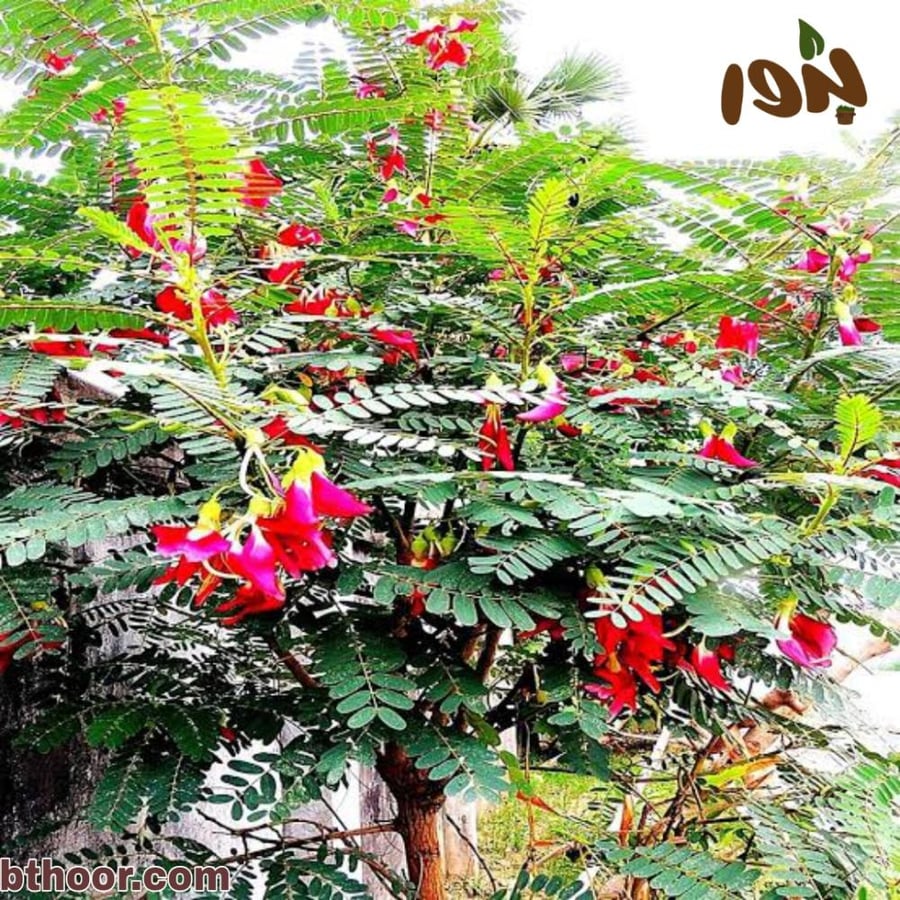 بذور شجرة السيسبان الاحمر ( Sesbania grandiflora )