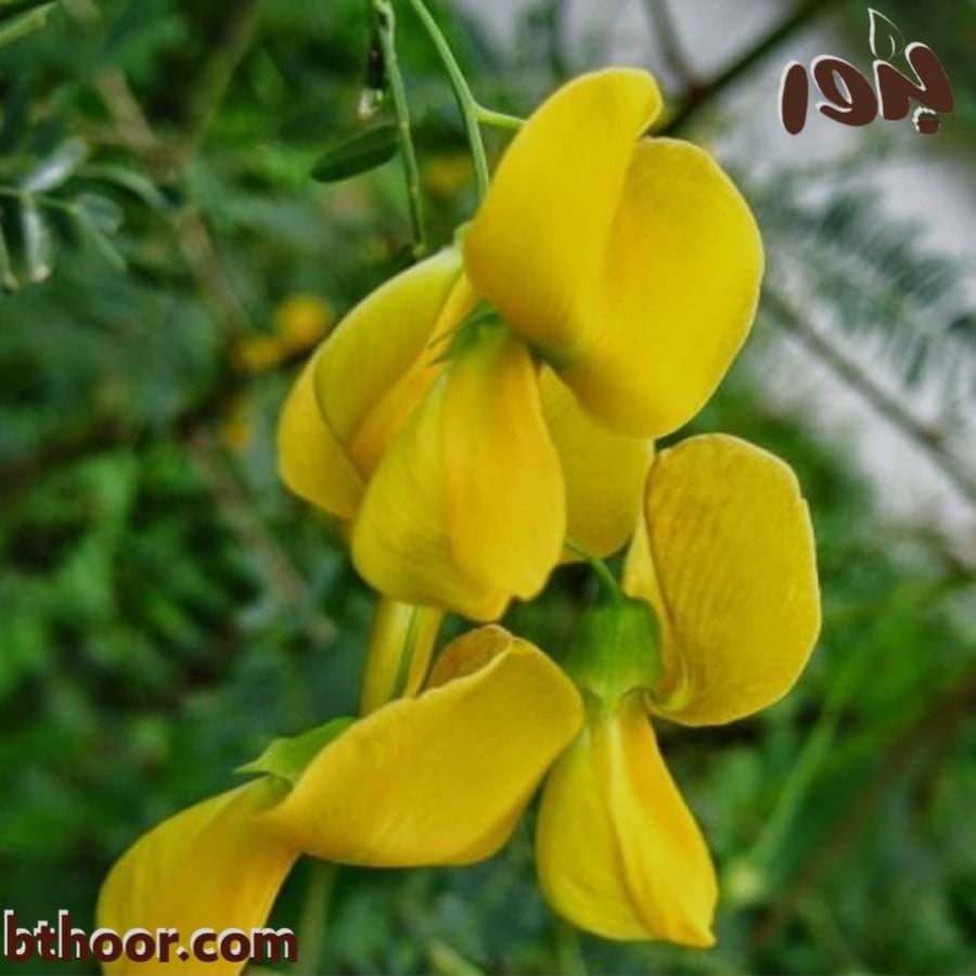 زهرة السيسبان الأصفر-متجر بذور الزراعي