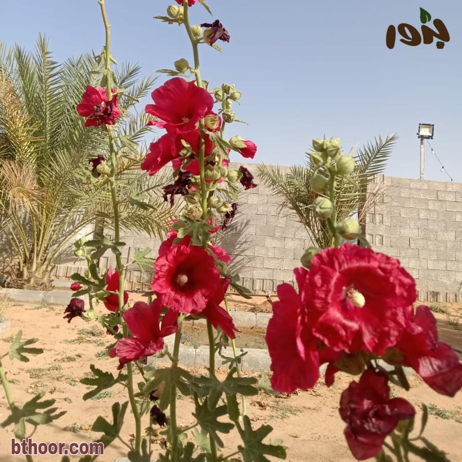 نبات الخطمية