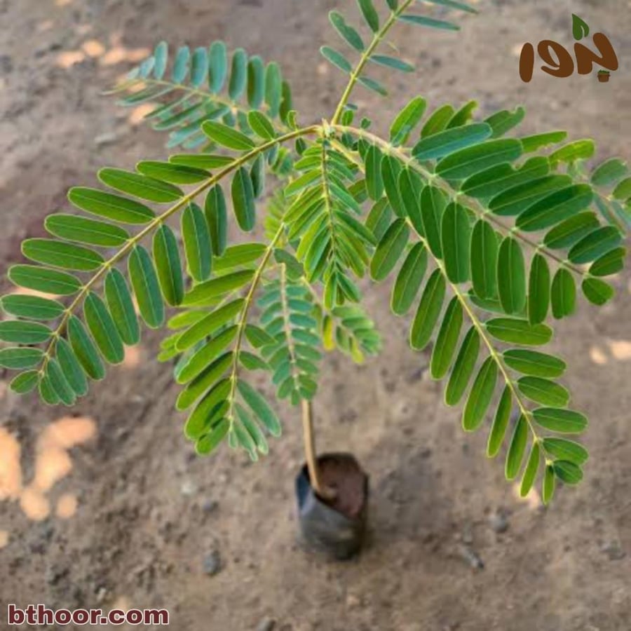 بذور شجرة السيسبان الاحمر ( Sesbania grandiflora )