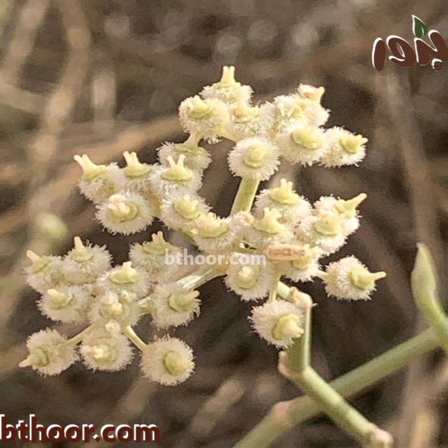 بذور قزوح-متجر بذور الزراعي