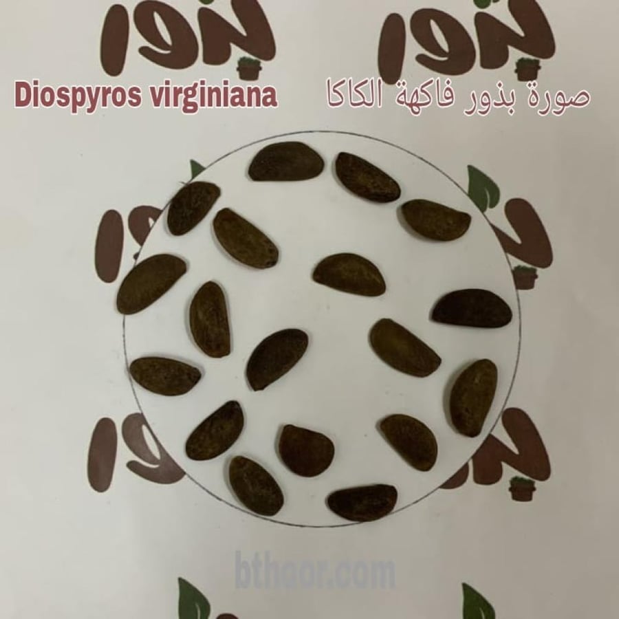 بذور فاكهة الكاكا