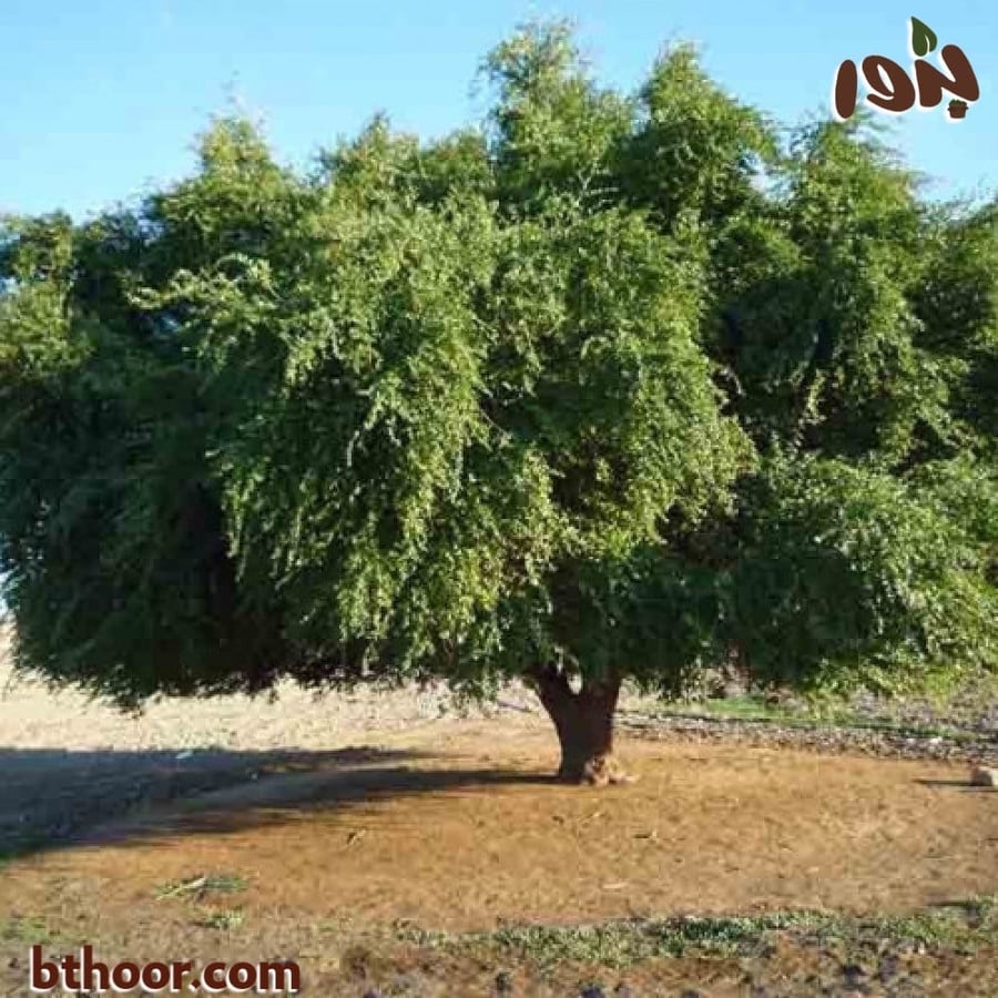 صورة شجرة السدر البري