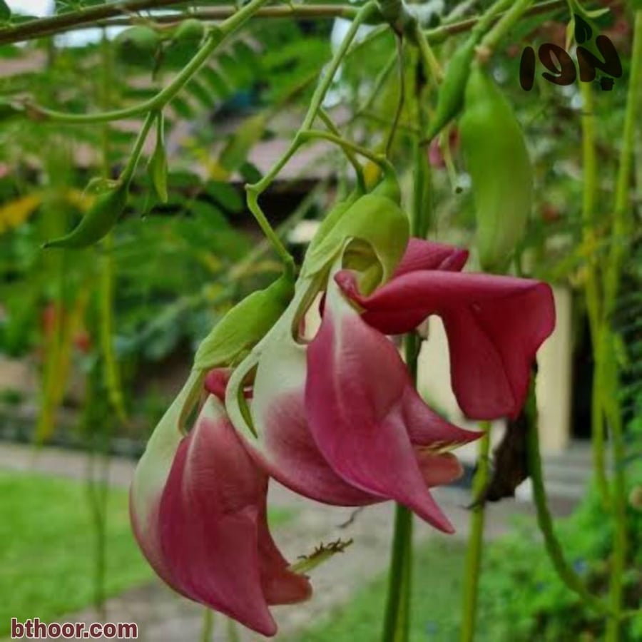 بذور شجرة السيسبان الاحمر ( Sesbania grandiflora )