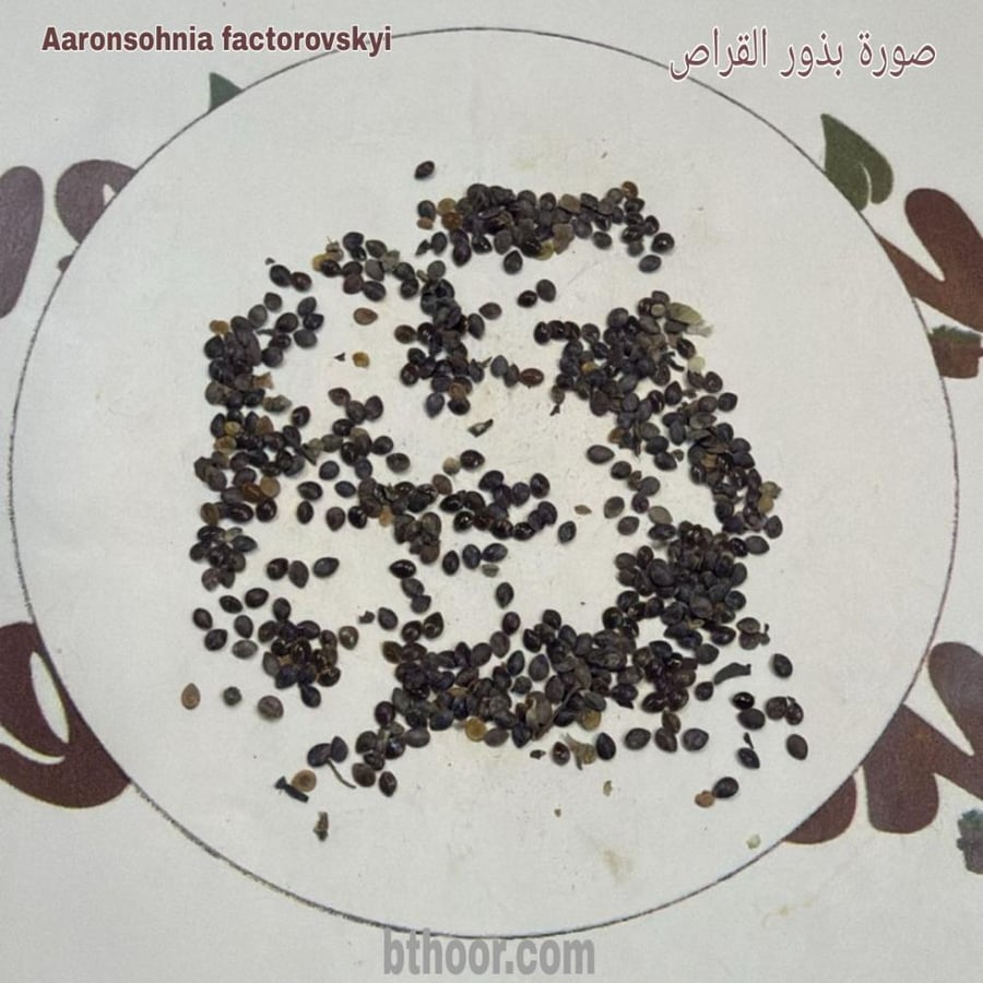 بذور القراص