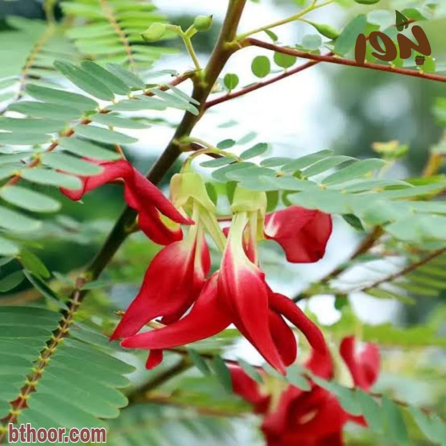 بذور شجرة السيسبان الاحمر ( Sesbania grandiflora )