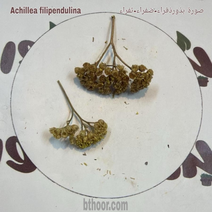 بذور ذفراء
