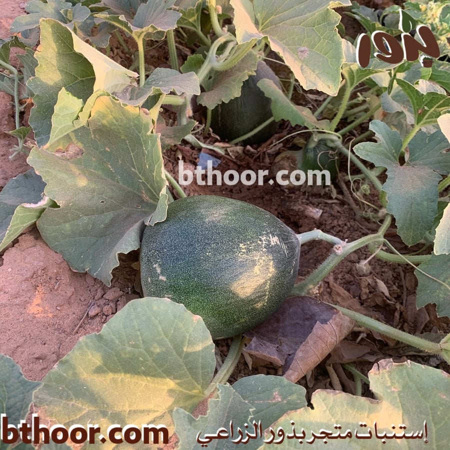 شمام الكاسب-متجر بذور الزراعي