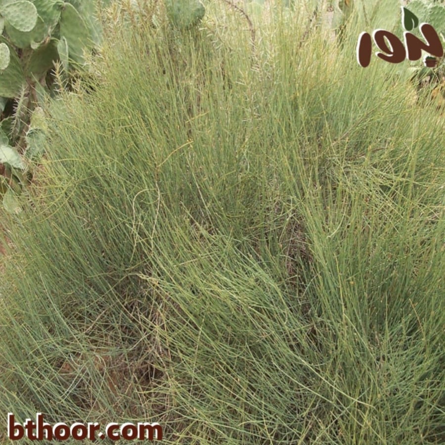 بذور عشبة العلندة-متجر بذور الزراعي