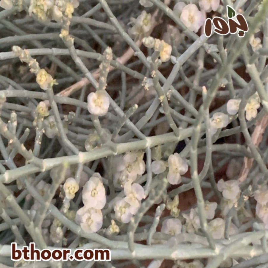 بذور رمث جملة-متجر بذور الزراعي