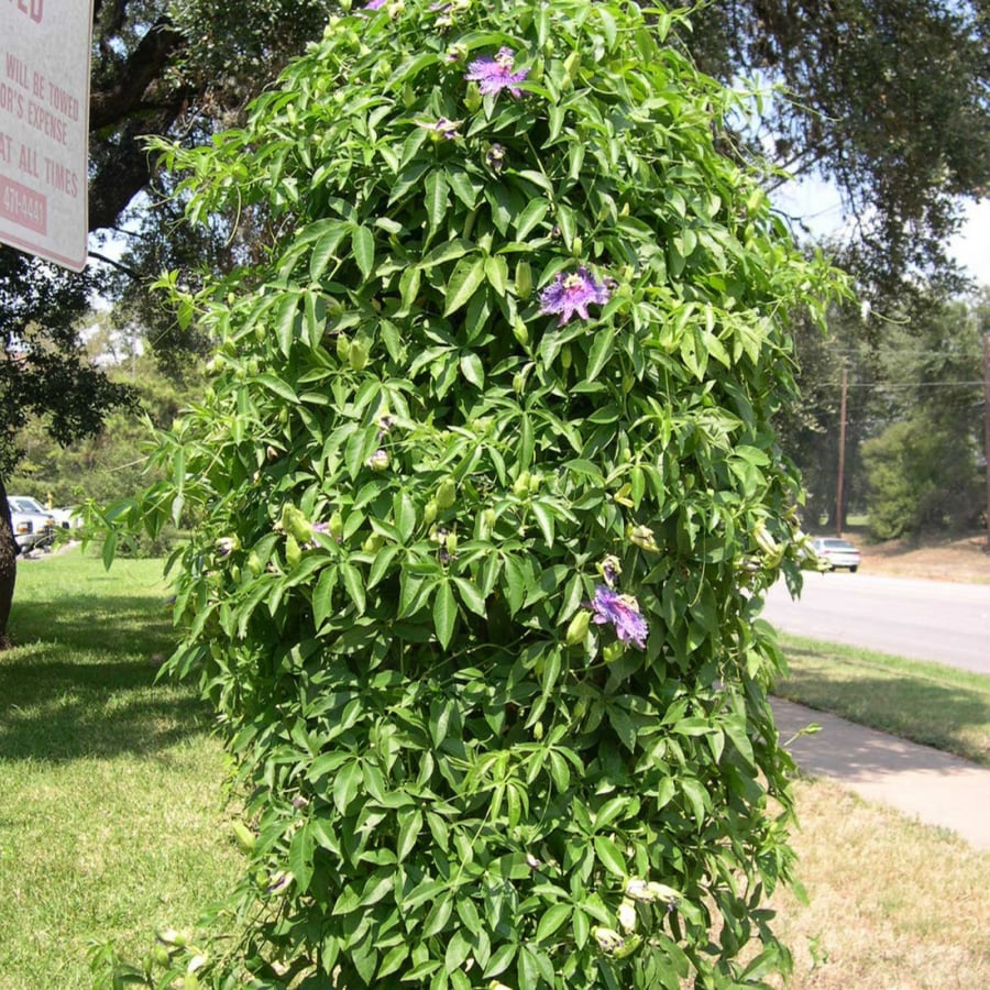 بذور متسلقة زهرة الساعة - باسفلورا ( Passiflora caerulea )
