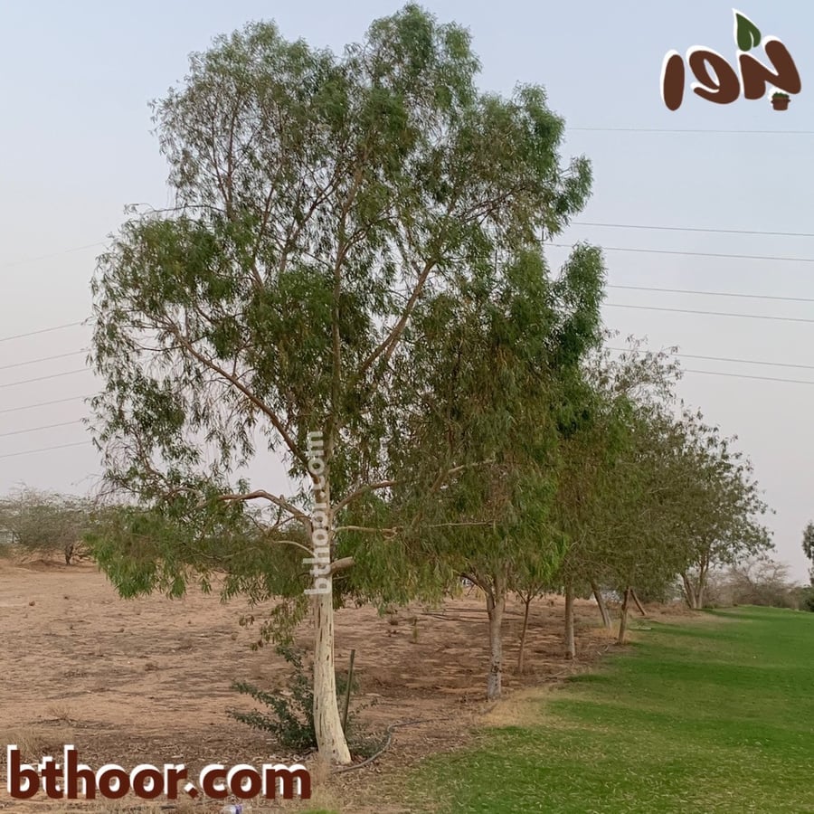 بذور شجرة الكين-متجر بذور الزراعي