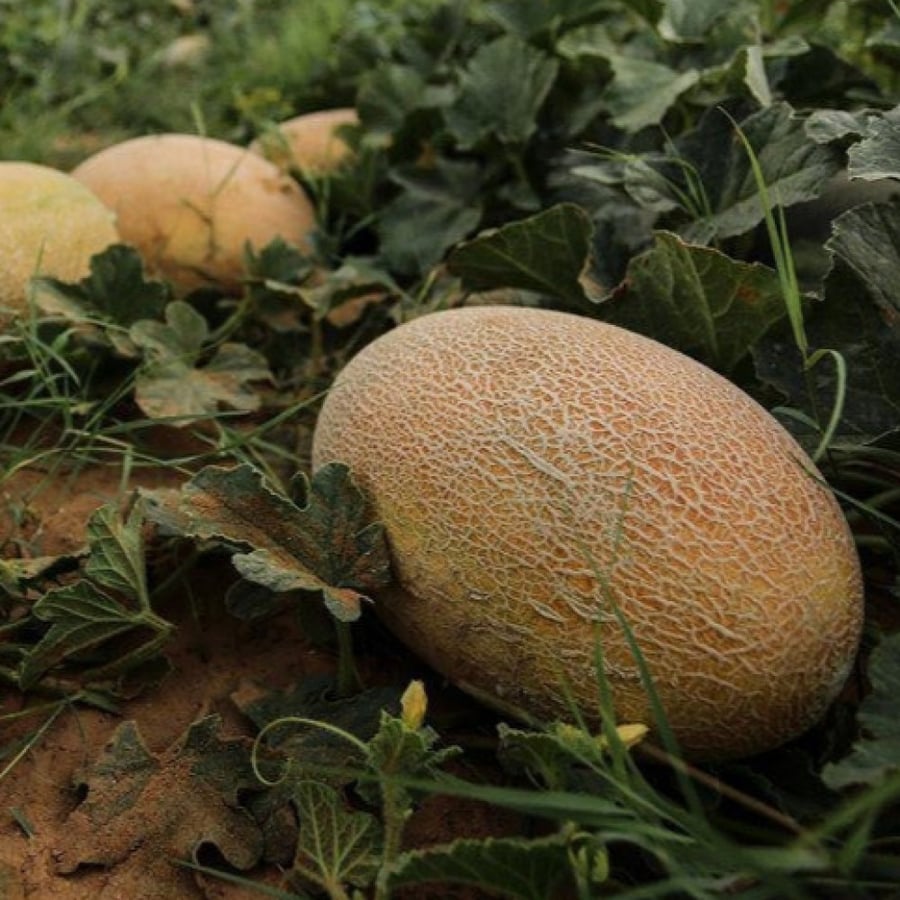 بذور شمام ايراني ( Cucumis )