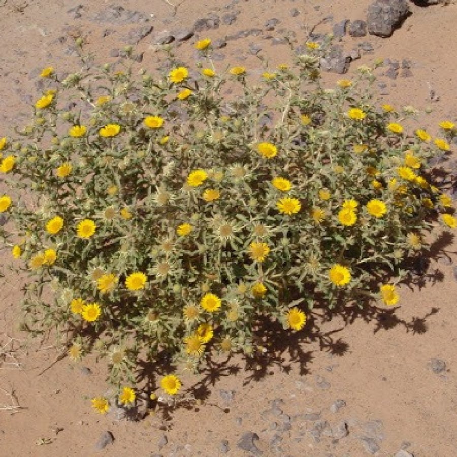 صورة شجيرة النقد