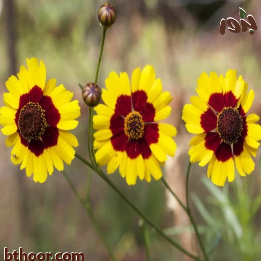 بذور زهرة الكوريوبسس ( oreopsis tinctoria )