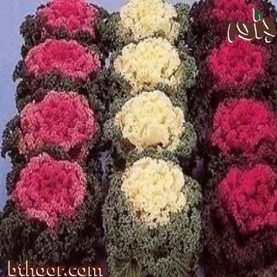 صورة ملفوف الزهور