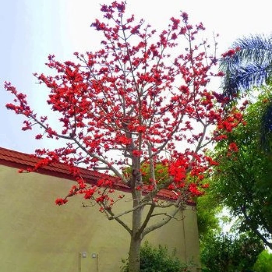 بذور شجرة البومباكس‬ (Bombax ceiba)