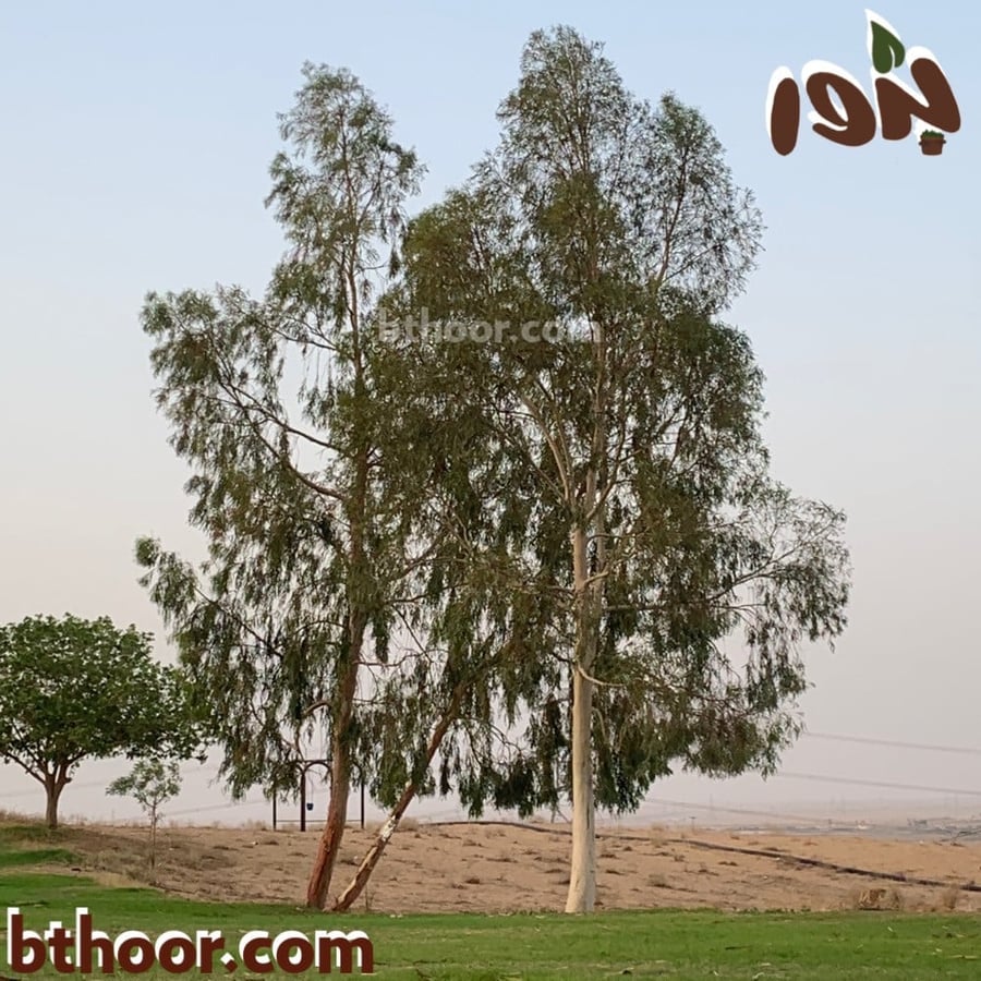بذور كين بلدي-متجر بذور الزراعي