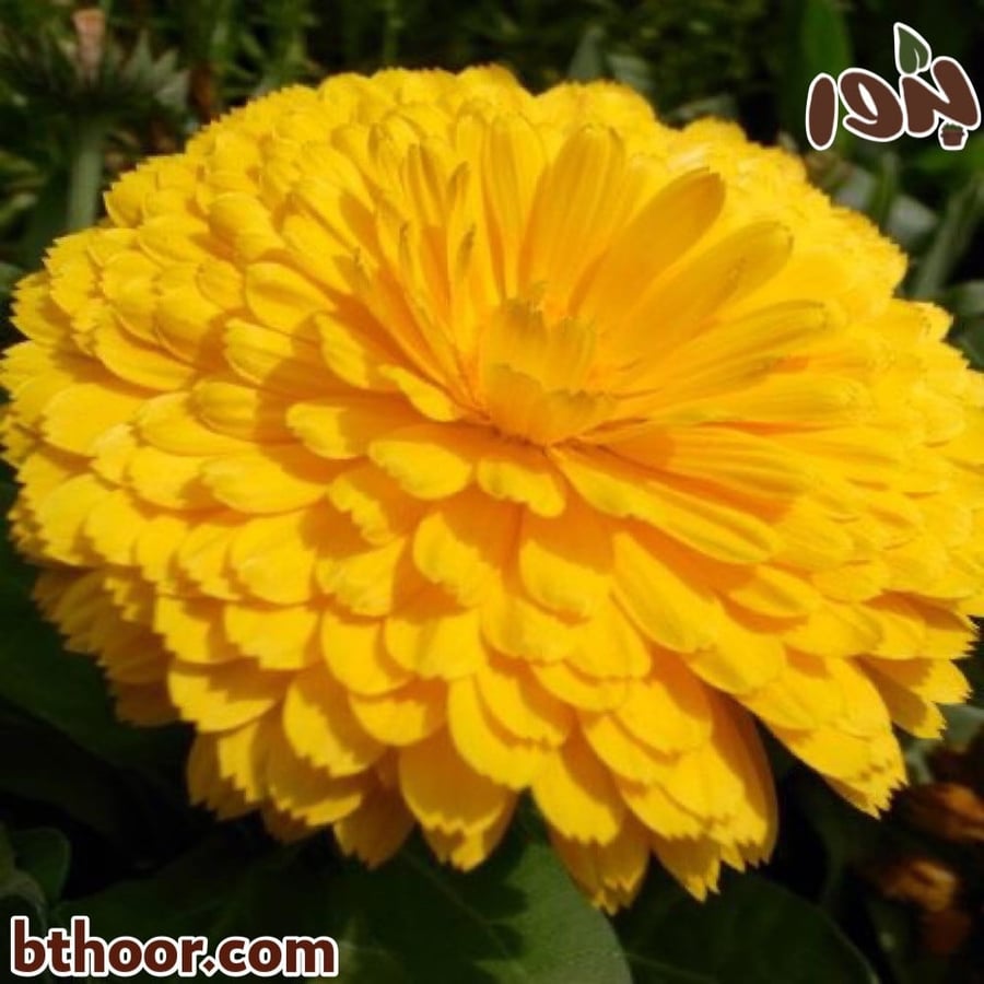 بذور زهرة القطيفة جملة أللوان متعددة