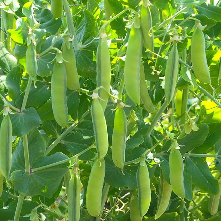 البازالاء