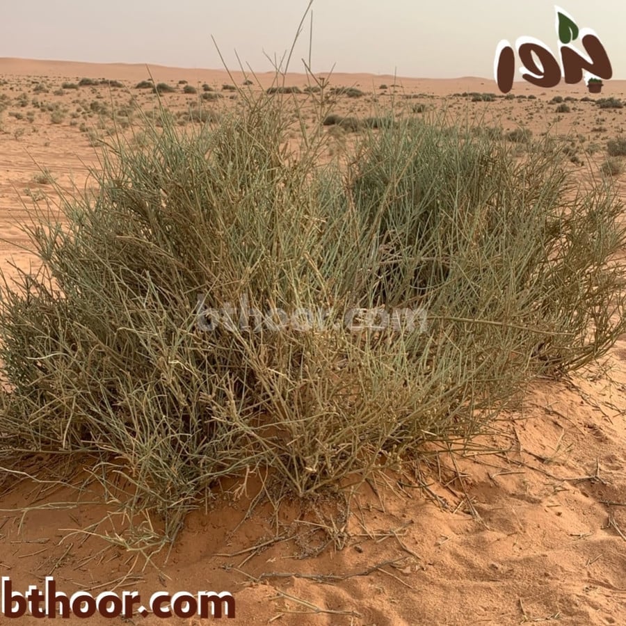 بذور العدام الأخضر-متجر بذور الزراعي