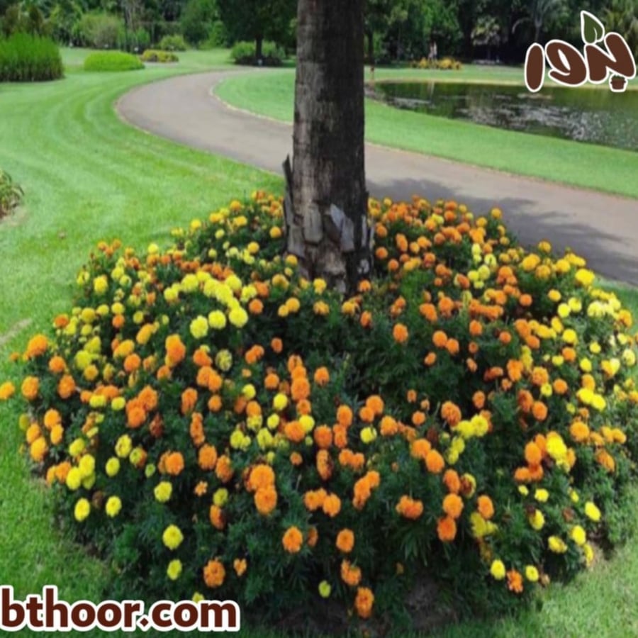 بذور زهرة القطيفة المخملية - Tagetes