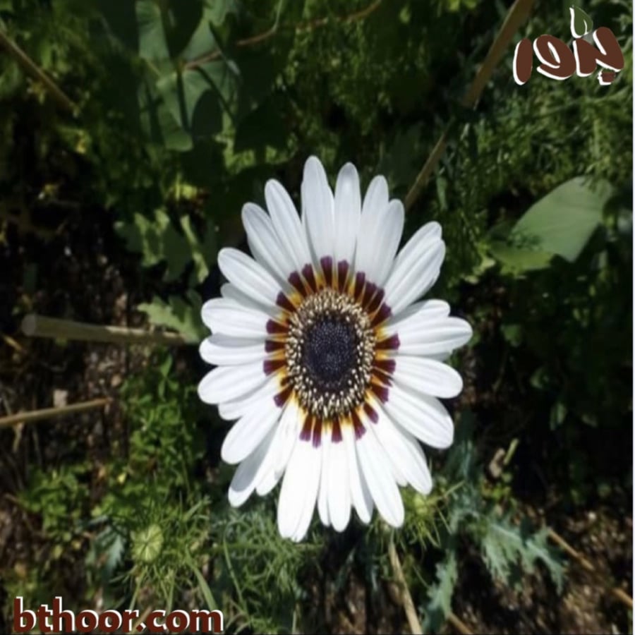 بذور زهرة ملكة الحقل