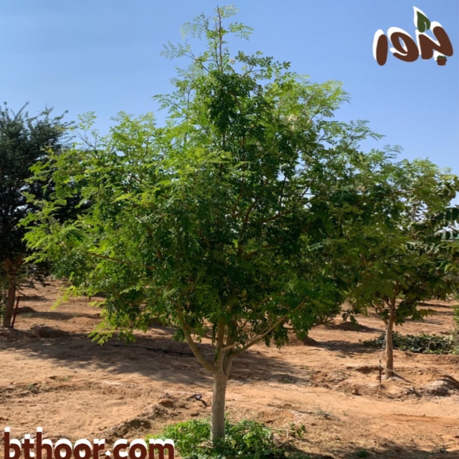 شجرة المورينجا أوليفيرا
