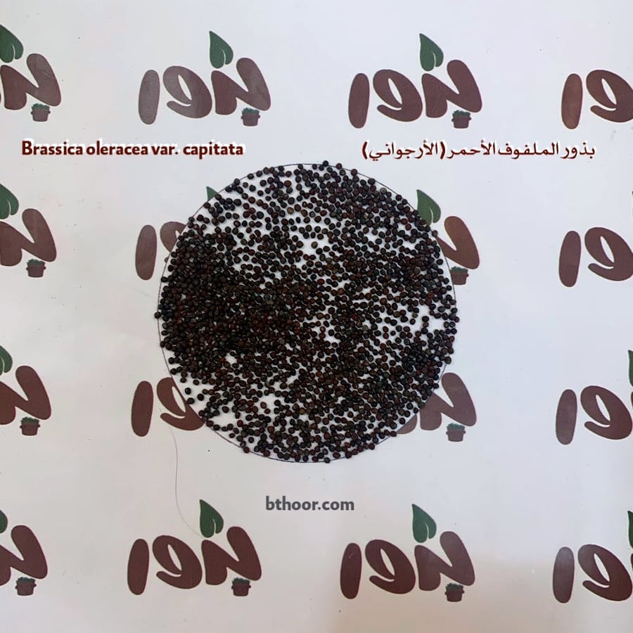 صورة بذور الملفوف الأحمر المستدير